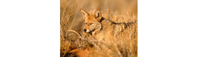 /mansupport/TourPackage/Desert Wildlife Tour