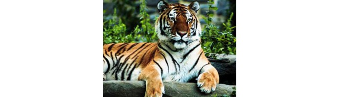 /mansupport/TourPackage/Tiger Safari Tour